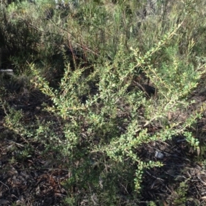 Bursaria spinosa at Bruce, ACT - 24 Jun 2020