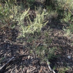 Bursaria spinosa at Bruce, ACT - 24 Jun 2020 02:56 PM