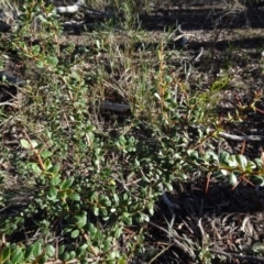 Bursaria spinosa at Bruce, ACT - 24 Jun 2020 02:56 PM