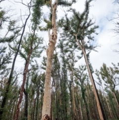 Native tree with hollow(s) (Native tree with hollow(s)) at Mogo, NSW - 17 Jun 2020 by nickhopkins