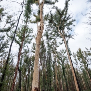 Native tree with hollow(s) at Mogo, NSW - 17 Jun 2020