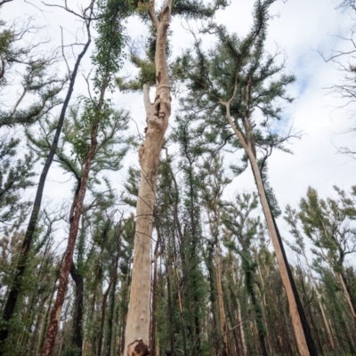 Native tree with hollow(s) (Native tree with hollow(s)) at Mogo State Forest - 17 Jun 2020 by nickhopkins