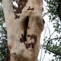 Native tree with hollow(s) at Mogo, NSW - 17 Jun 2020