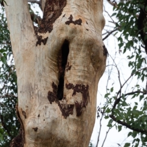 Native tree with hollow(s) at Mogo, NSW - 17 Jun 2020