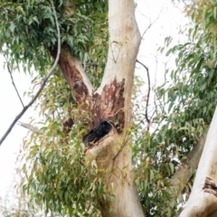 Native tree with hollow(s) at Mogo, NSW - 17 Jun 2020