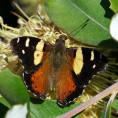 Vanessa itea (Yellow Admiral) at ANBG - 25 Jun 2020 by dimageau