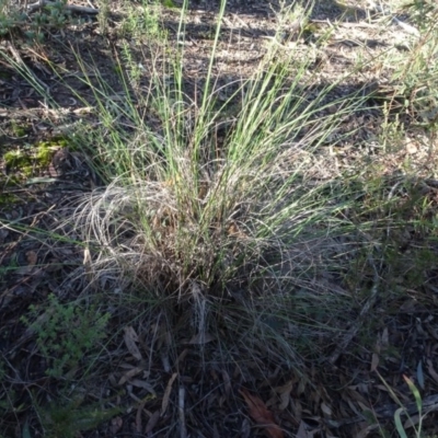 Rytidosperma pallidum (Red-anther Wallaby Grass) at Bruce Ridge to Gossan Hill - 24 Jun 2020 by AndyRussell