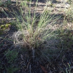 Rytidosperma pallidum (Red-anther Wallaby Grass) at Bruce, ACT - 24 Jun 2020 by AndyRussell