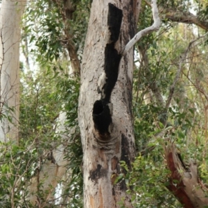 Native tree with hollow(s) at Mogo, NSW - 24 Jun 2020 09:38 AM