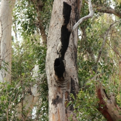 Native tree with hollow(s) (Native tree with hollow(s)) at Mogo, NSW - 23 Jun 2020 by nickhopkins