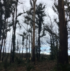 Native tree with hollow(s) (Native tree with hollow(s)) at Mogo, NSW - 23 Jun 2020 by nickhopkins