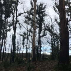 Native tree with hollow(s) (Native tree with hollow(s)) at Mogo, NSW - 24 Jun 2020 by nickhopkins