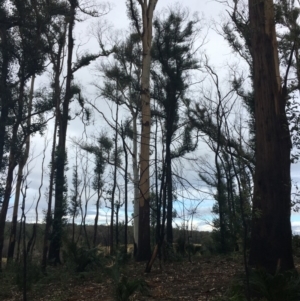 Native tree with hollow(s) at Mogo, NSW - 24 Jun 2020