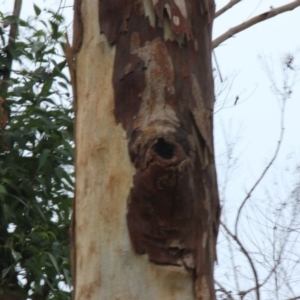 Native tree with hollow(s) at Mogo, NSW - 24 Jun 2020