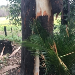 Native tree with hollow(s) at Mogo, NSW - 24 Jun 2020