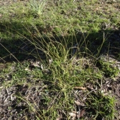 Microlaena stipoides (Weeping Grass) at Gossan Hill - 24 Jun 2020 by AndyRussell