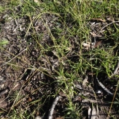 Microlaena stipoides at Bruce, ACT - 24 Jun 2020