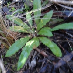 Senecio (genus) (A Fireweed) at Bruce, ACT - 24 Jun 2020 by AndyRussell