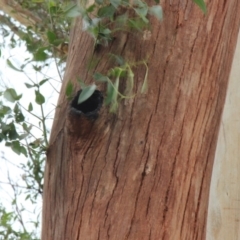 Native tree with hollow(s) (Native tree with hollow(s)) at Mogo, NSW - 24 Jun 2020 by nickhopkins