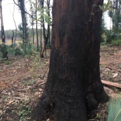 Native tree with hollow(s) at Mogo, NSW - 24 Jun 2020 09:49 AM