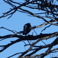 Gymnorhina tibicen (Australian Magpie) at Bruce Ridge to Gossan Hill - 24 Jun 2020 by AndyRussell