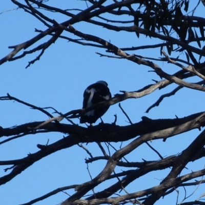 Gymnorhina tibicen (Australian Magpie) at Bruce Ridge to Gossan Hill - 24 Jun 2020 by AndyRussell