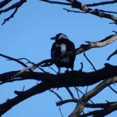 Gymnorhina tibicen at Bruce, ACT - 24 Jun 2020 01:36 PM