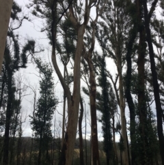 Native tree with hollow(s) (Native tree with hollow(s)) at Mogo State Forest - 24 Jun 2020 by nickhopkins