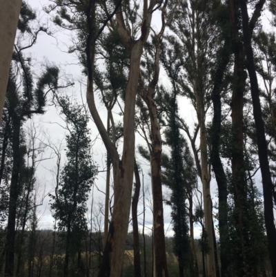 Native tree with hollow(s) (Native tree with hollow(s)) at Mogo, NSW - 24 Jun 2020 by nickhopkins