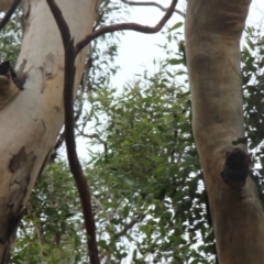 Native tree with hollow(s) at Mogo, NSW - 24 Jun 2020