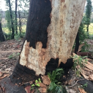 Native tree with hollow(s) at Mogo, NSW - 24 Jun 2020