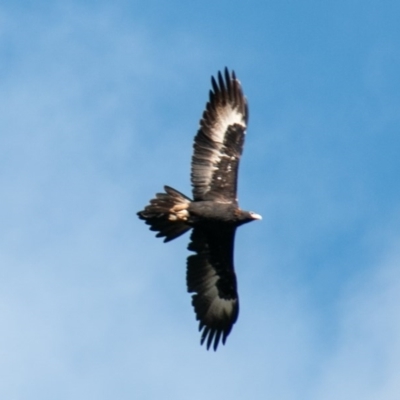 Aquila audax (Wedge-tailed Eagle) at Paddys River, ACT - 24 Jun 2020 by SWishart