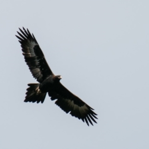 Aquila audax at Paddys River, ACT - 24 Jun 2020