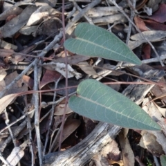 Hardenbergia violacea (False Sarsaparilla) at Bruce, ACT - 24 Jun 2020 by AndyRussell