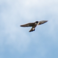 Falco peregrinus (Peregrine Falcon) at Paddys River, ACT - 24 Jun 2020 by SWishart