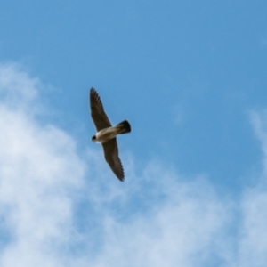 Falco peregrinus at Paddys River, ACT - 24 Jun 2020