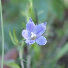 Wahlenbergia stricta subsp. stricta (Tall Bluebell) at Watson, ACT - 25 Jun 2020 by Sarah2019