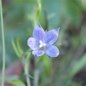 Wahlenbergia stricta subsp. stricta at Watson, ACT - 25 Jun 2020