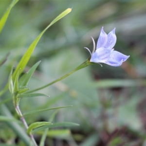 Wahlenbergia stricta subsp. stricta at Watson, ACT - 25 Jun 2020