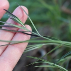 Wahlenbergia stricta subsp. stricta at Watson, ACT - 25 Jun 2020