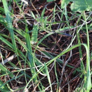 Wahlenbergia stricta subsp. stricta at Watson, ACT - 25 Jun 2020