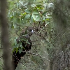 Calyptorhynchus lathami (Glossy Black-Cockatoo) at Wingello - 25 Jun 2020 by Aussiegall