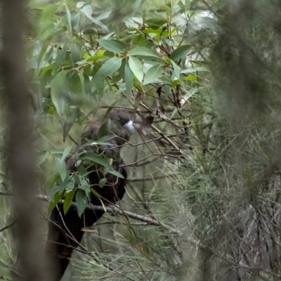 Calyptorhynchus lathami lathami (Glossy Black-Cockatoo) at Wingecarribee Local Government Area - 25 Jun 2020 by Aussiegall