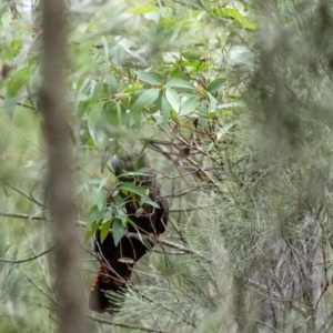 Calyptorhynchus lathami lathami at Wingello, NSW - suppressed