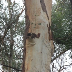 Native tree with hollow(s) (Native tree with hollow(s)) at Mogo State Forest - 23 Jun 2020 by nickhopkins