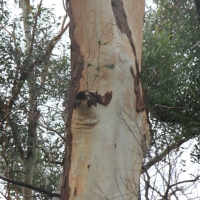 Native tree with hollow(s) (Native tree with hollow(s)) at Mogo, NSW - 24 Jun 2020 by nickhopkins