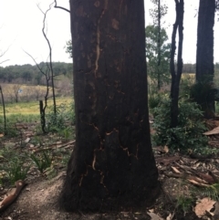 Native tree with hollow(s) at Mogo, NSW - 24 Jun 2020 09:48 AM