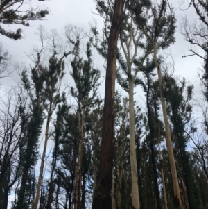 Native tree with hollow(s) at Mogo, NSW - 24 Jun 2020