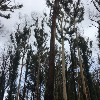 Native tree with hollow(s) (Native tree with hollow(s)) at Mogo State Forest - 24 Jun 2020 by nickhopkins