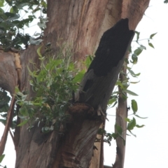 Native tree with hollow(s) at Mogo, NSW - 24 Jun 2020